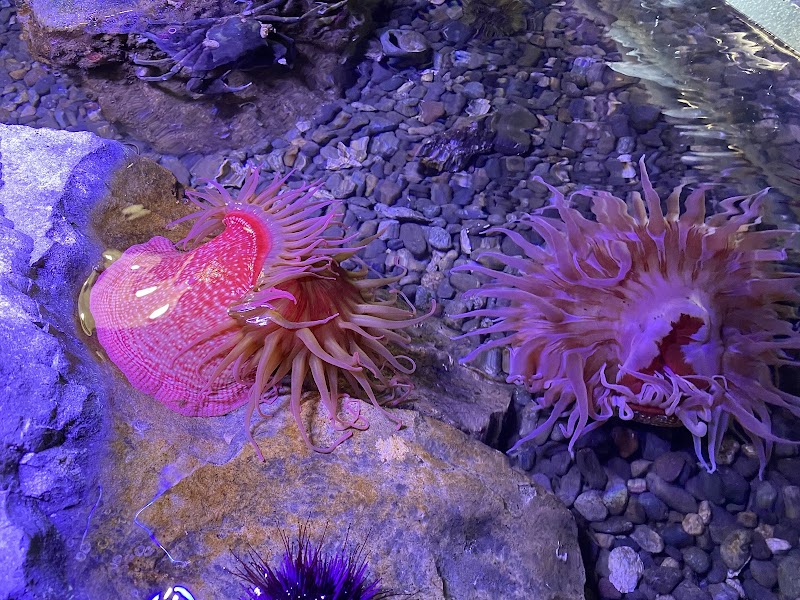 MaST Center Aquarium photo 5