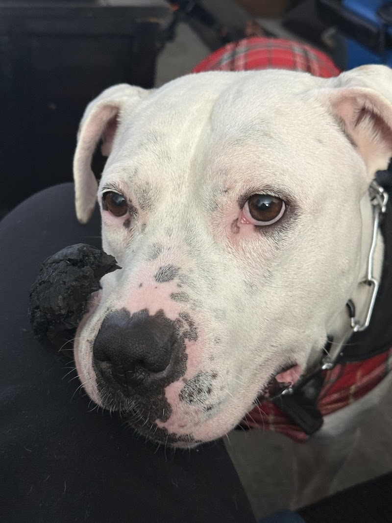 Daly City Pet Hospital photo 3