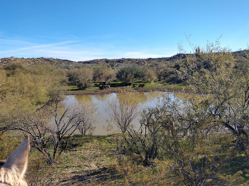 Ride Out Ranch photo 5