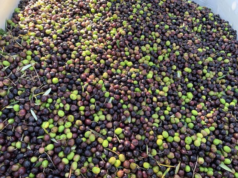 Bhachu Vineyards photo 5