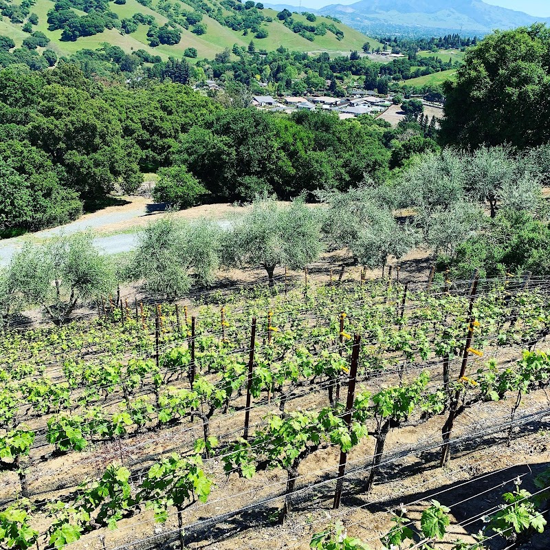 Photo of Bhachu Vineyards