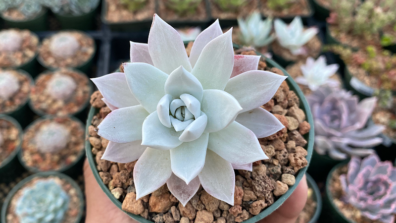 Photo of SUCCIES & CO.