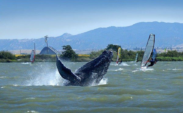 Delta Windsurf Co photo 2
