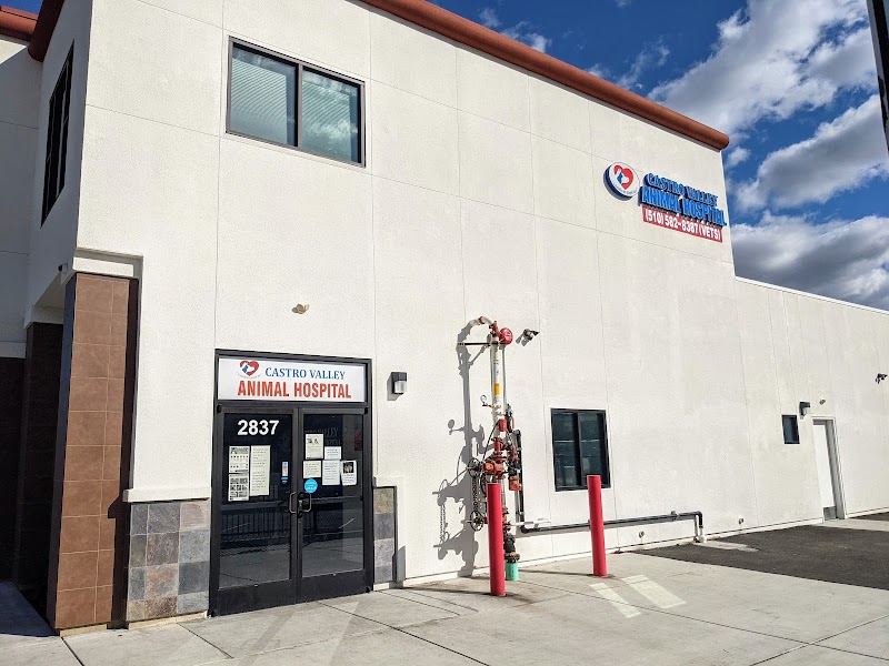 Castro Valley Animal Hospital photo 3