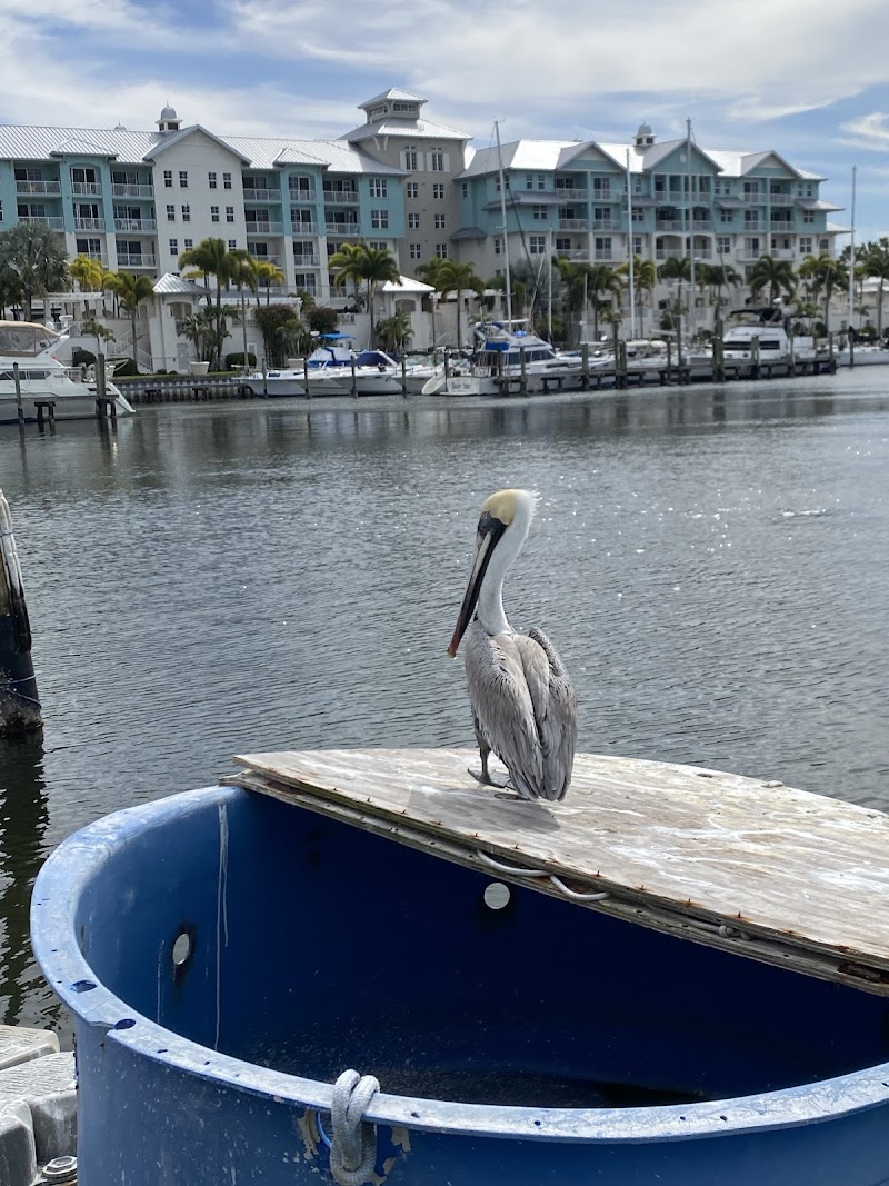 Tampa bay fishing charters photo 4
