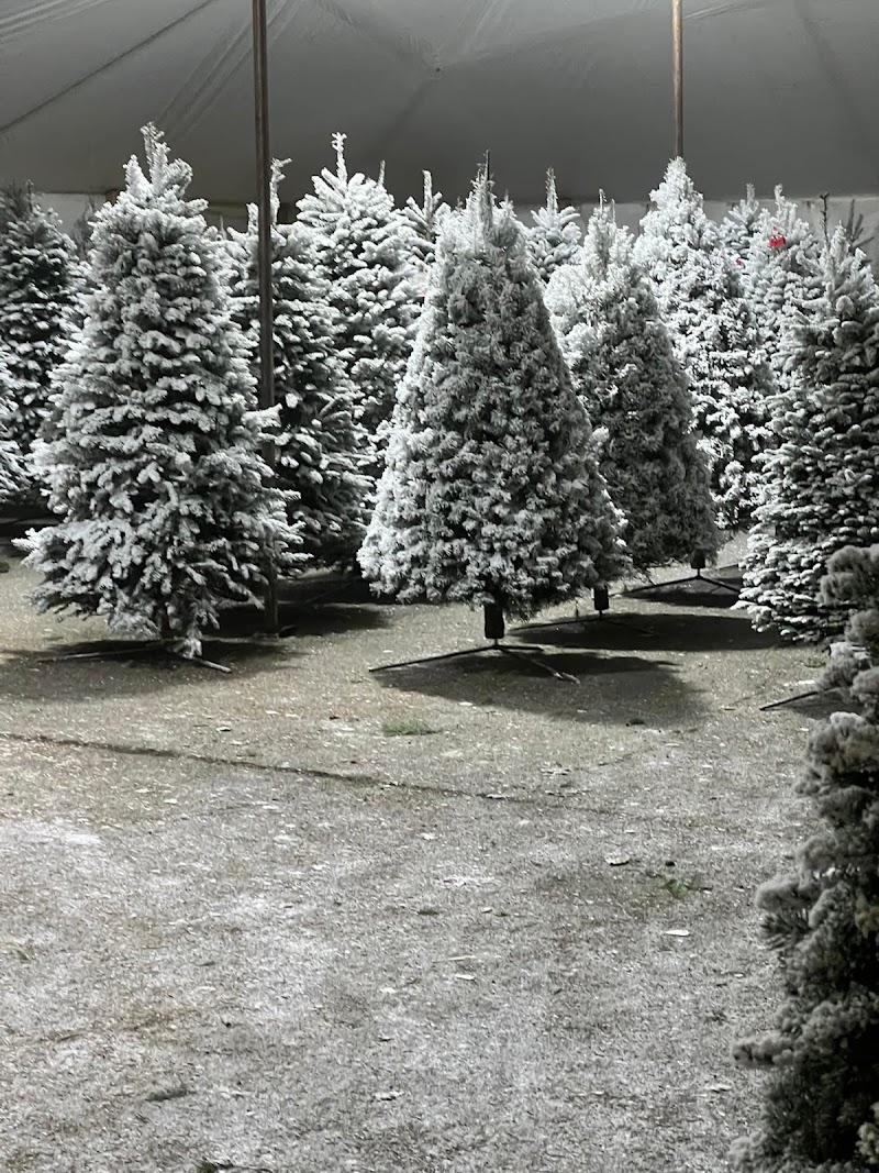 Lamb's Christmas Trees Fairfield Ca photo 3