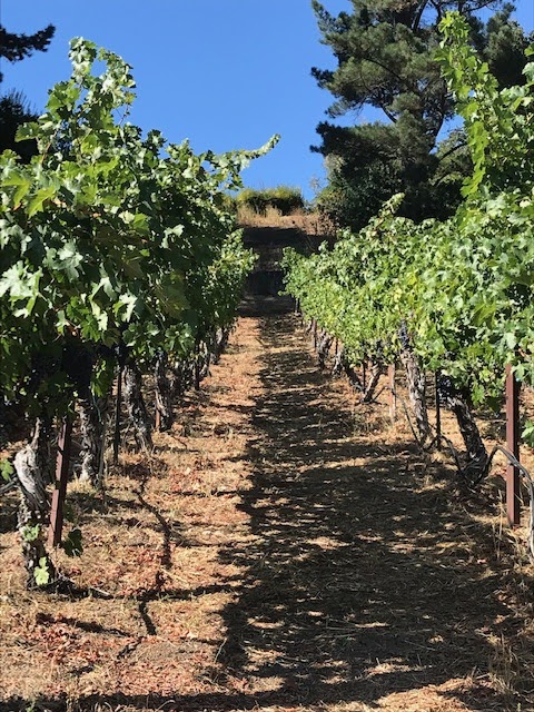 Photo of Deer Hill Vineyards