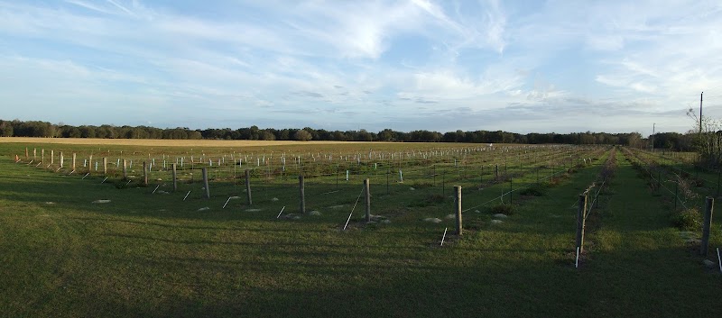 Photo of Strong Tower Vineyard & Winery