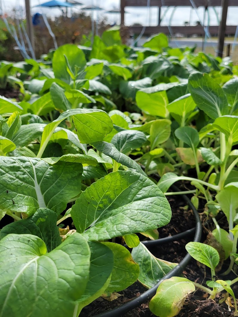 Wesley Chapel Community Garden photo 4
