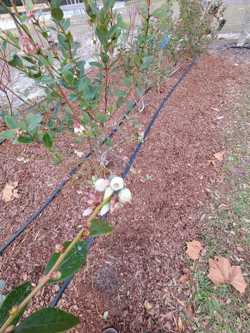 Wesley Chapel Community Garden photo 5