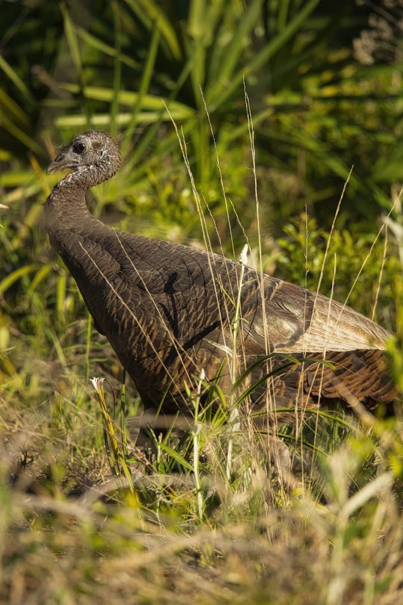 Cypress Creek Preserve photo 2