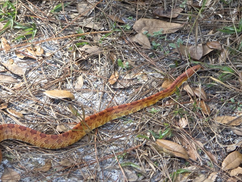 Photo of Cypress Creek Preserve