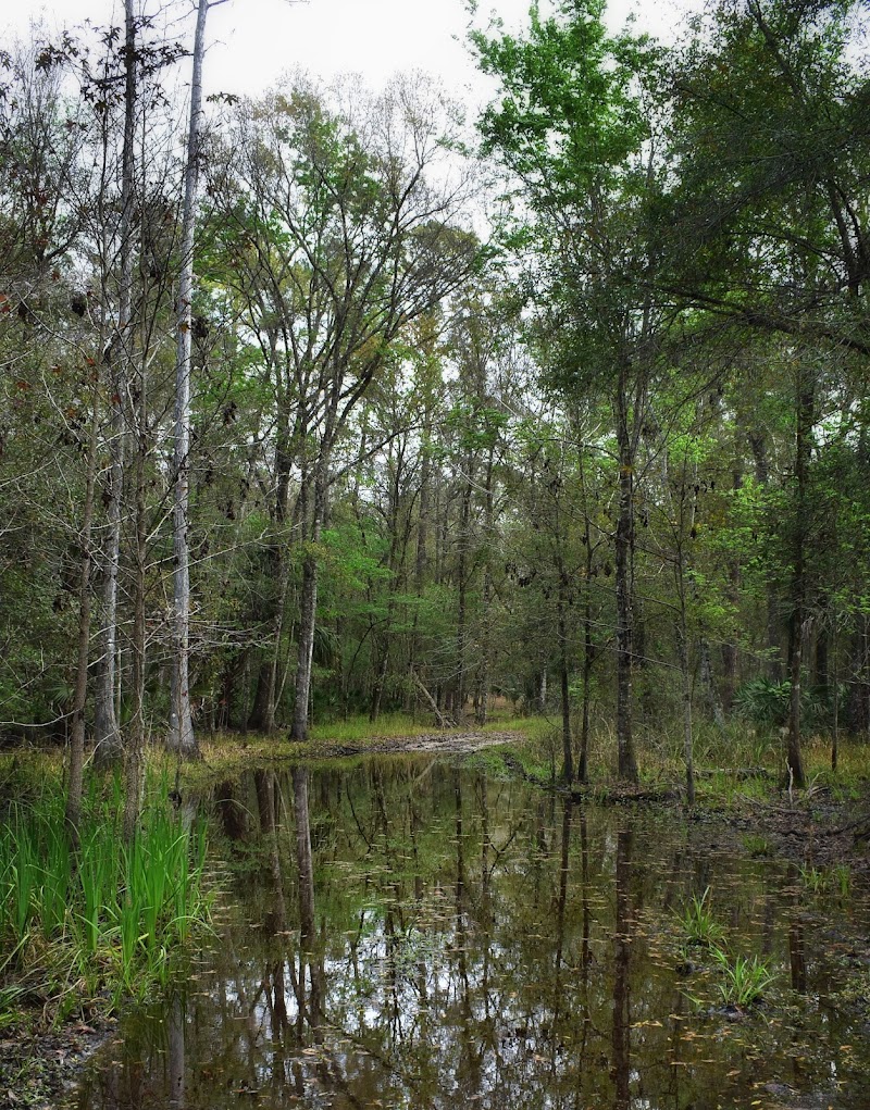 Cypress Creek Preserve photo 3