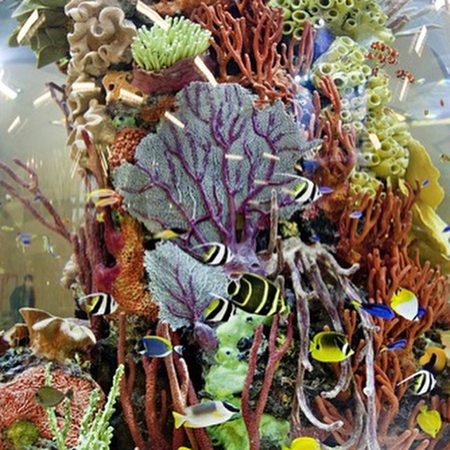 Aquarium Doctor Inc. | Aquarium Service, Aquarium Installation, Custom Aquariums photo 2