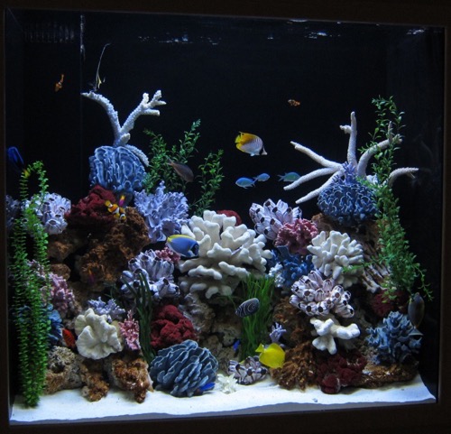 Aquarium Doctor Inc. | Aquarium Service, Aquarium Installation, Custom Aquariums photo 4