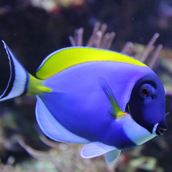 Aquarium Doctor Inc. | Aquarium Service, Aquarium Installation, Custom Aquariums photo 3