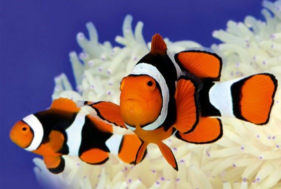 Aquarium Doctor Inc. | Aquarium Service, Aquarium Installation, Custom Aquariums photo 5
