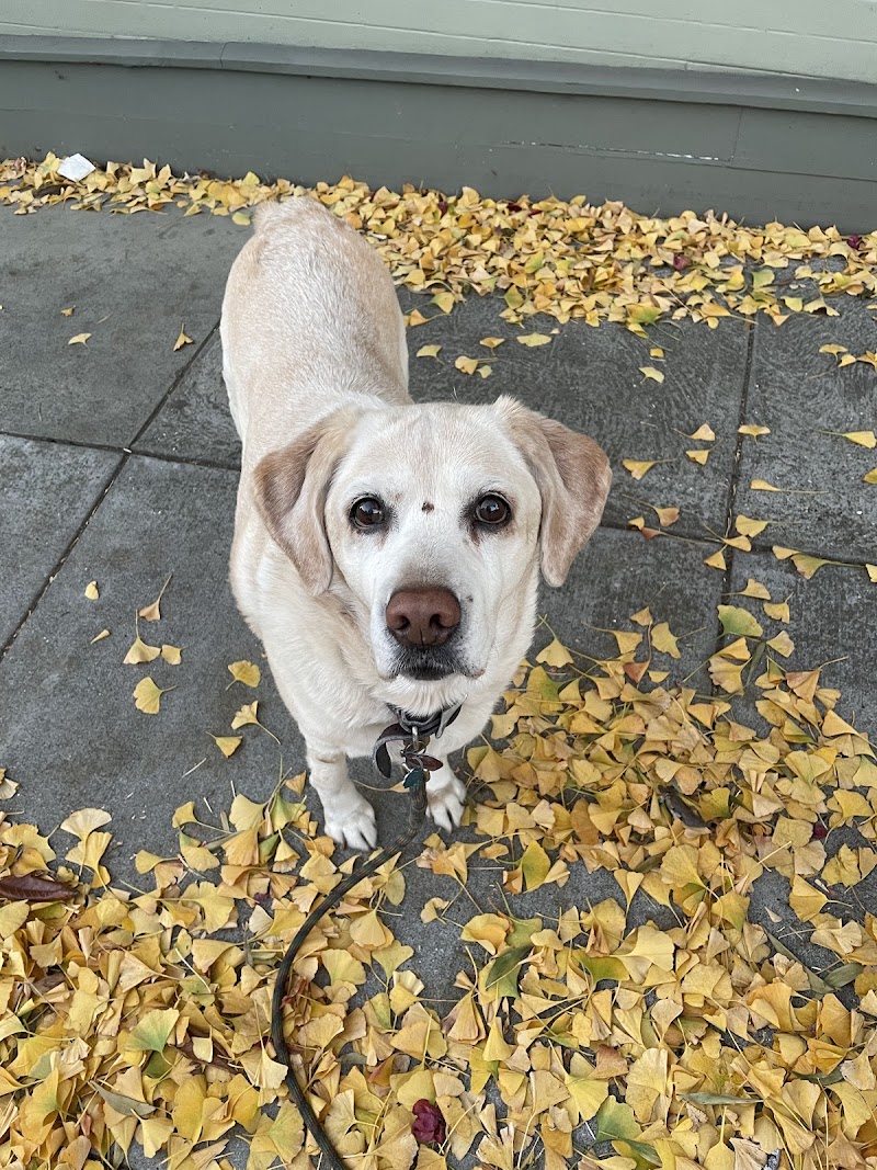 Neighbors Dog Sitting photo 2