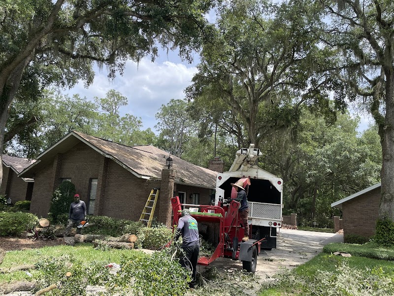Photo of Riverview tree services