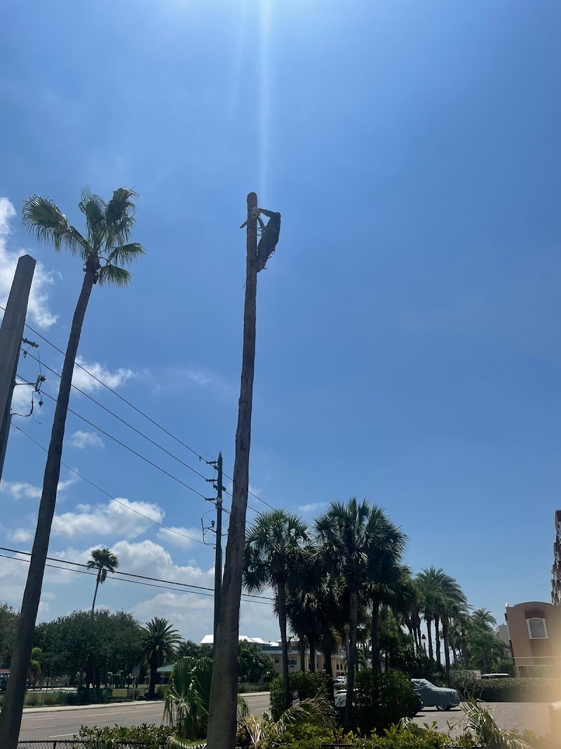 Riverview tree services photo 5