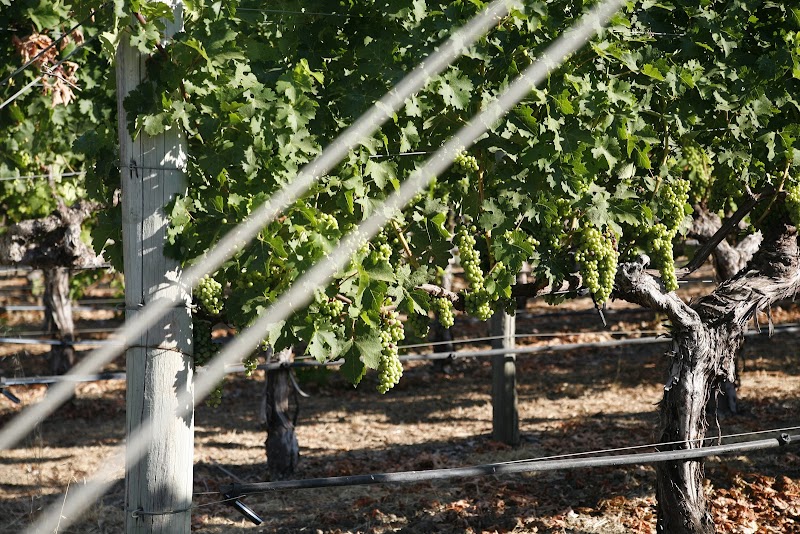 Rutherford Wine Vault photo 2