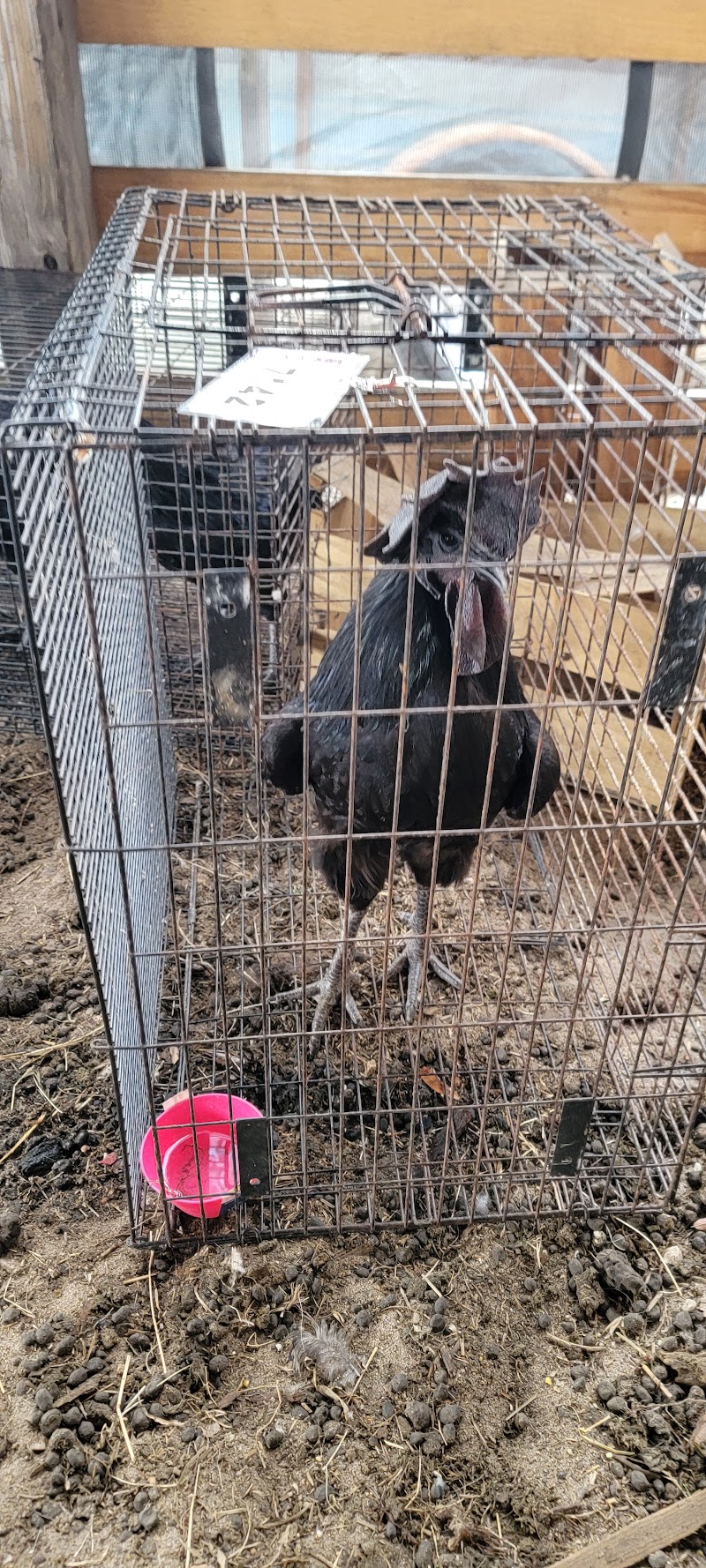 Ali’s Farm Of Groveland photo 4