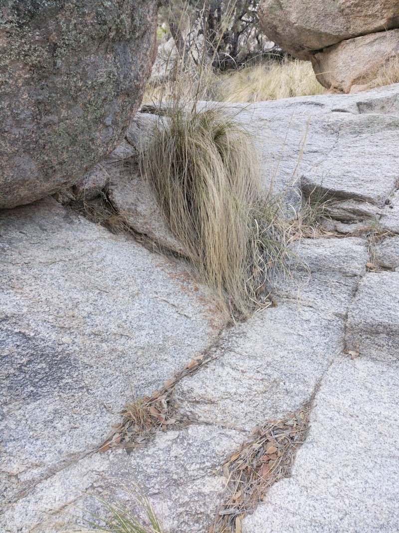 Chihuahua Pine Picnic Area photo 4