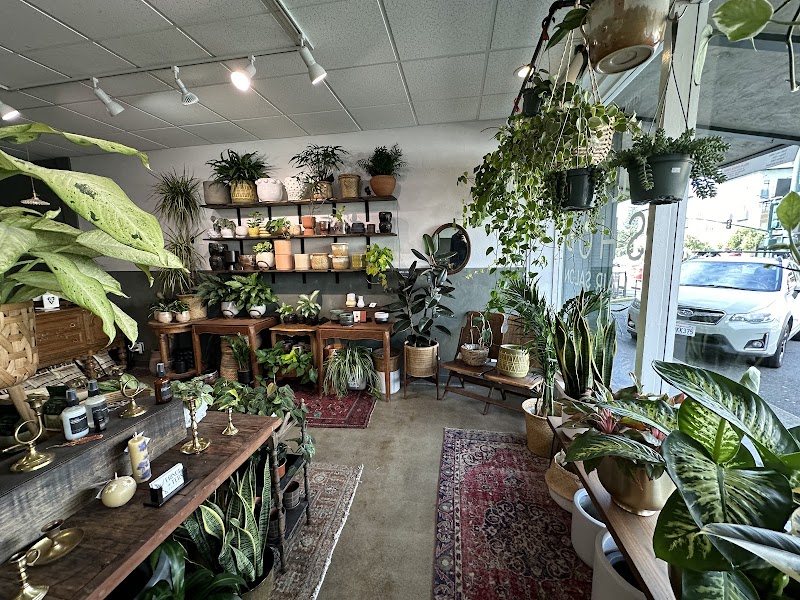 Fringe & Fern Collective photo 2