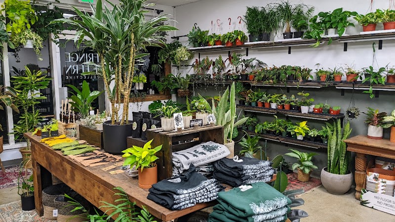 Photo of Fringe & Fern Collective