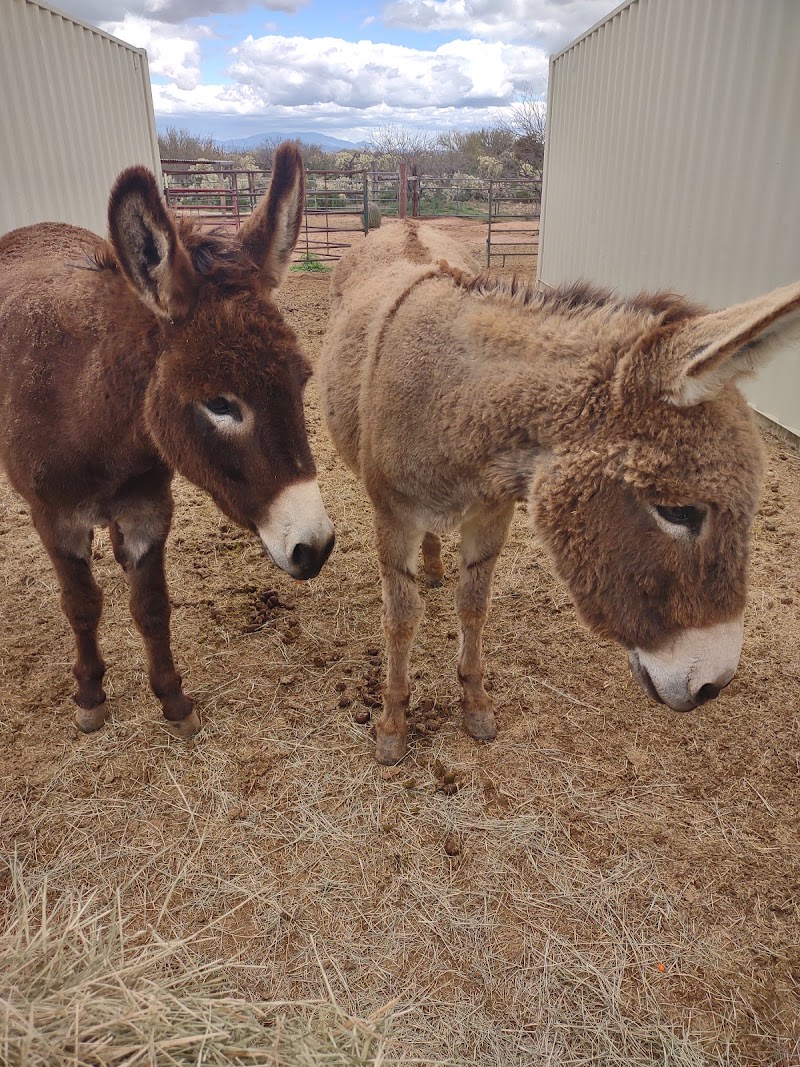 Toggenburg Goats of Arizona photo 2