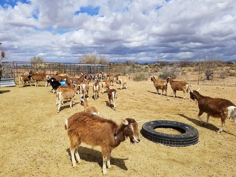 Photo of Toggenburg Goats of Arizona
