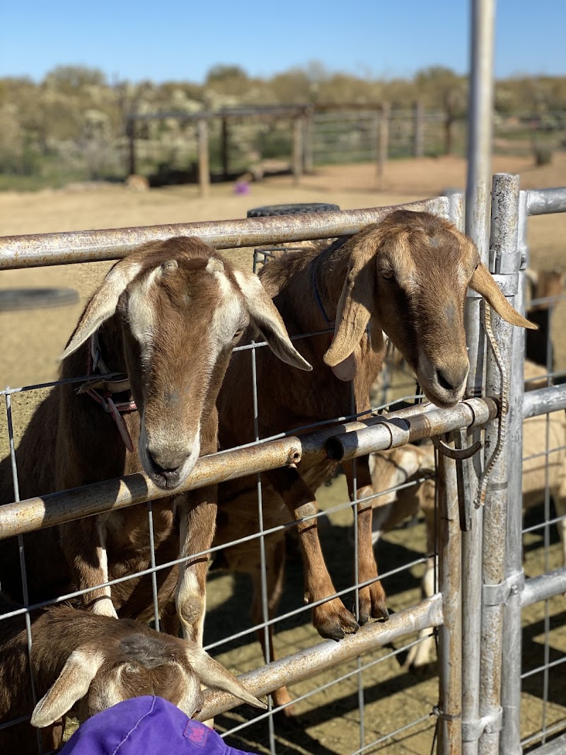Toggenburg Goats of Arizona photo 4