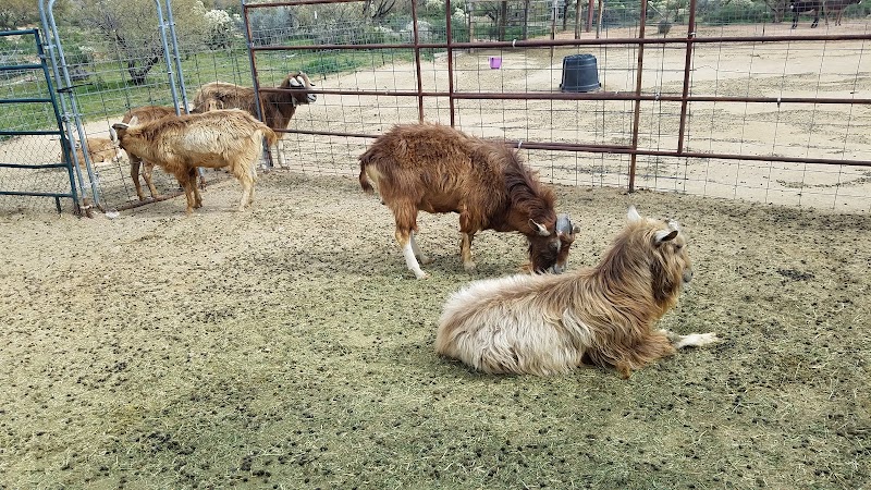 Toggenburg Goats of Arizona photo 5