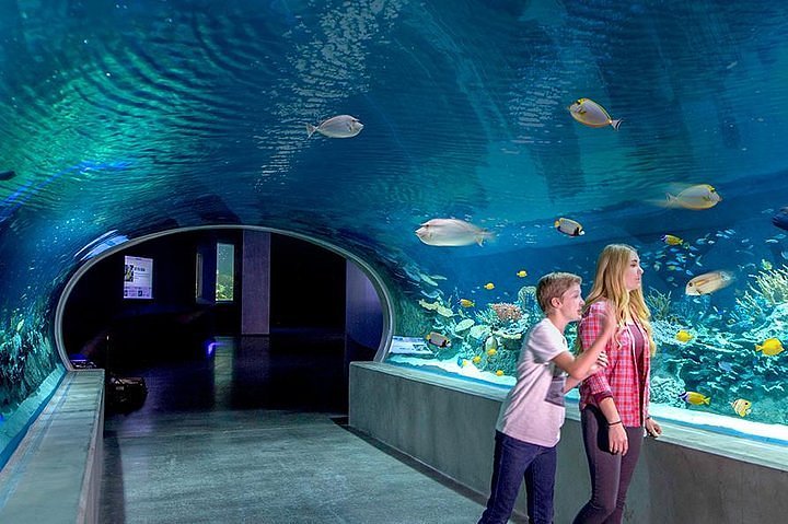 Photo of OdySea Aquarium