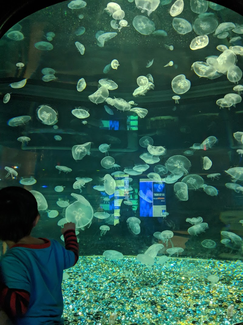 OdySea Aquarium photo 3