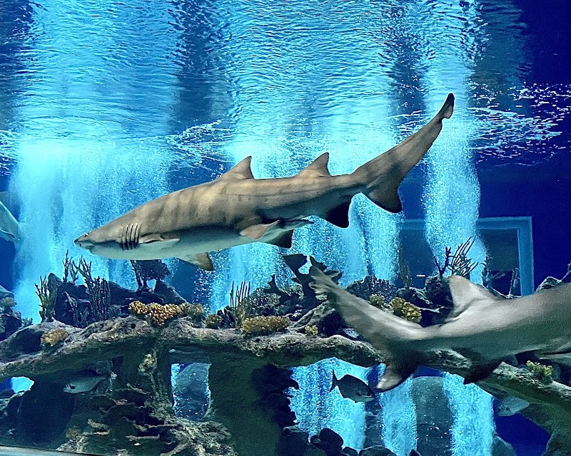 OdySea Aquarium photo 2
