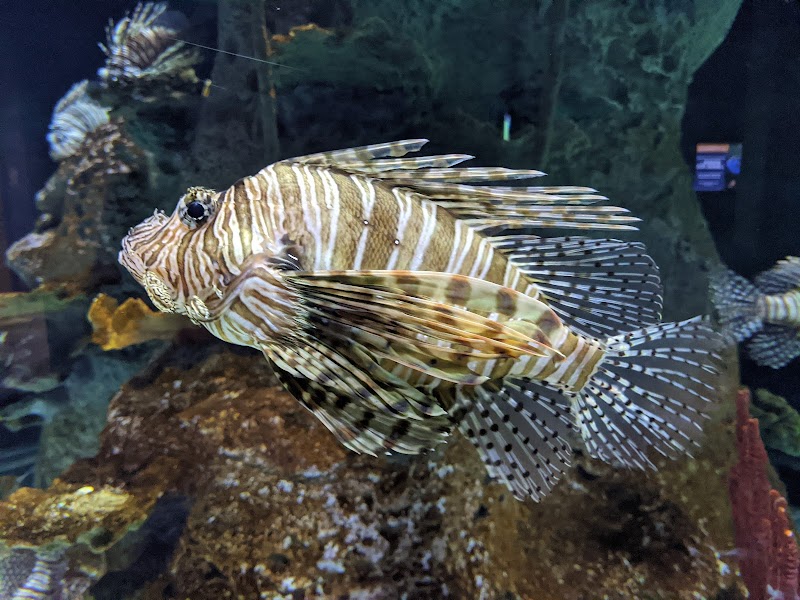 OdySea Aquarium photo 5