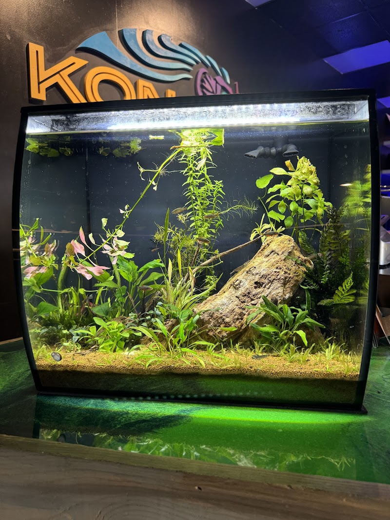 Kona Reef Az - Surprise photo 3