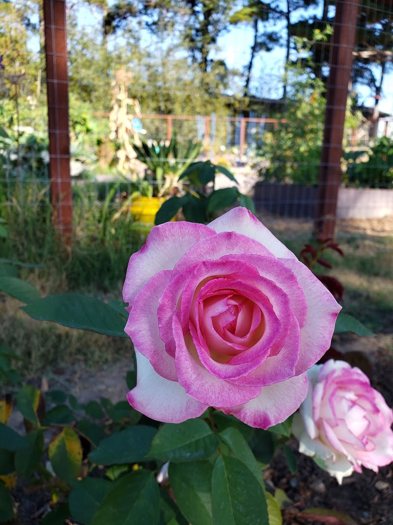 Photo of Millbrae Community Garden