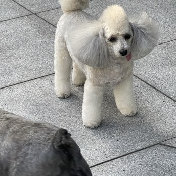 Orinda Pet Grooming photo 3