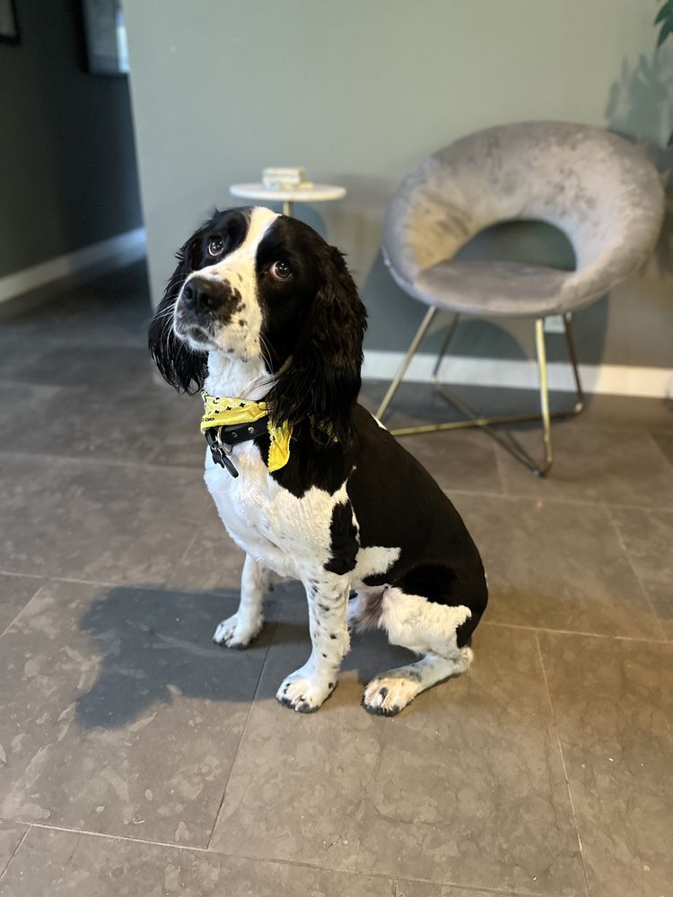 Orinda Pet Grooming photo 2