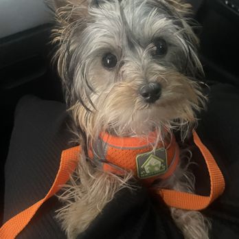 Orinda Pet Grooming photo 5