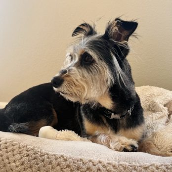 Photo of Orinda Pet Grooming