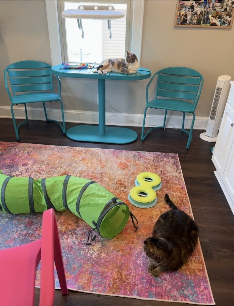 Whiskerville Kitty Cat Cafe photo 5