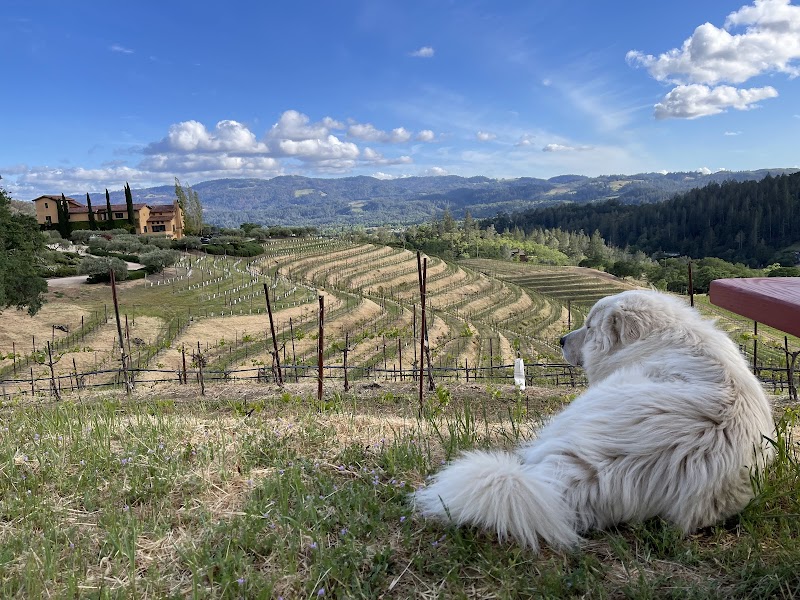 Jericho Canyon Vineyard photo 5