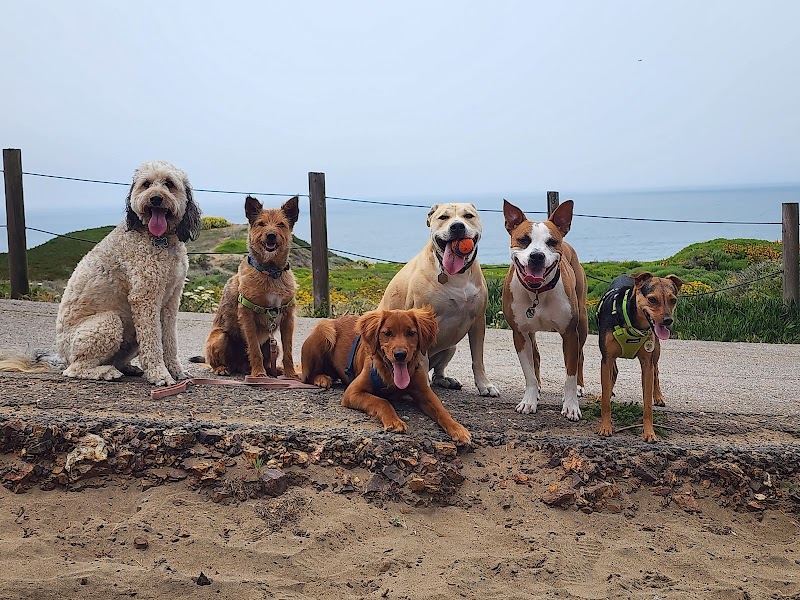 Photo of Salty Paws SF