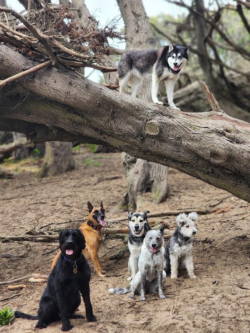 Salty Paws SF photo 3