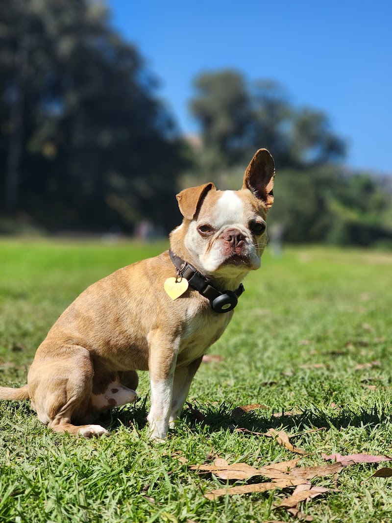 Salty Paws SF photo 5