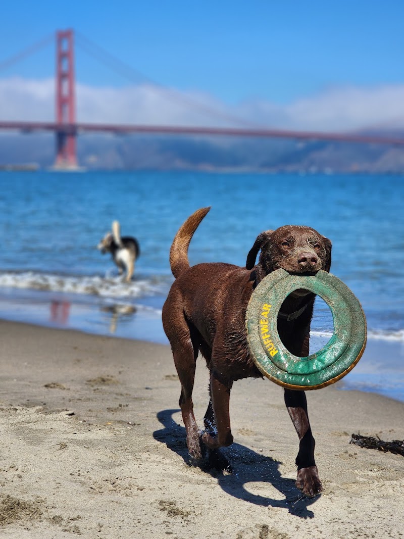 Salty Paws SF photo 2