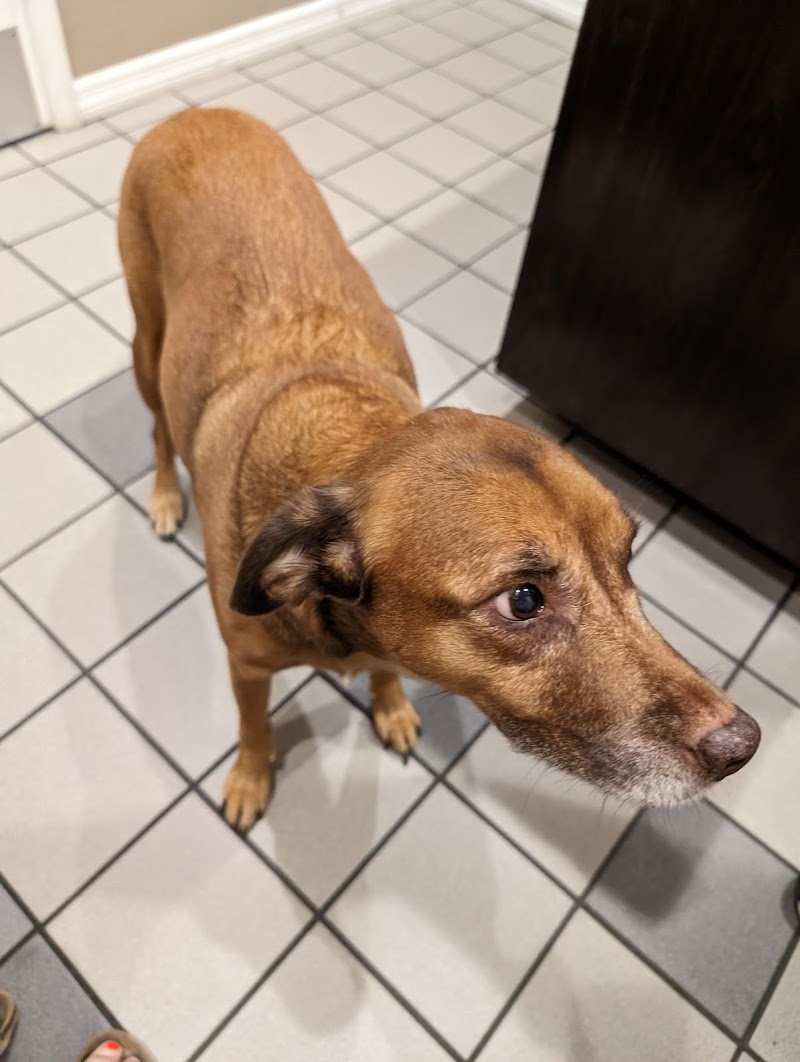 Photo of Animal Care Center-Pasco County: Reeves Kenneth DVM